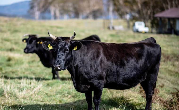 WHAT IS WAGYU?
