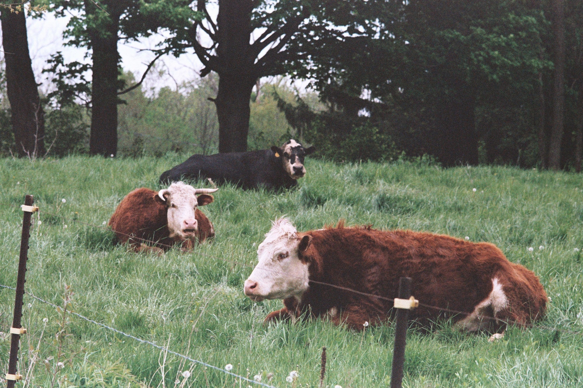 The Real Difference Between Grass-Fed and Grain-Fed Beef (And Why It Matters)